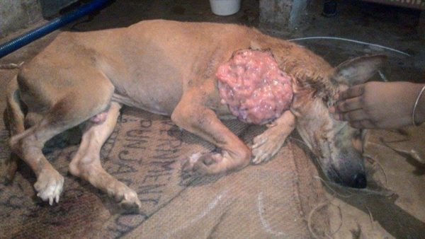 Pluto ARC/2015/06/03 Animal Rescue &amp; Care Kolkata