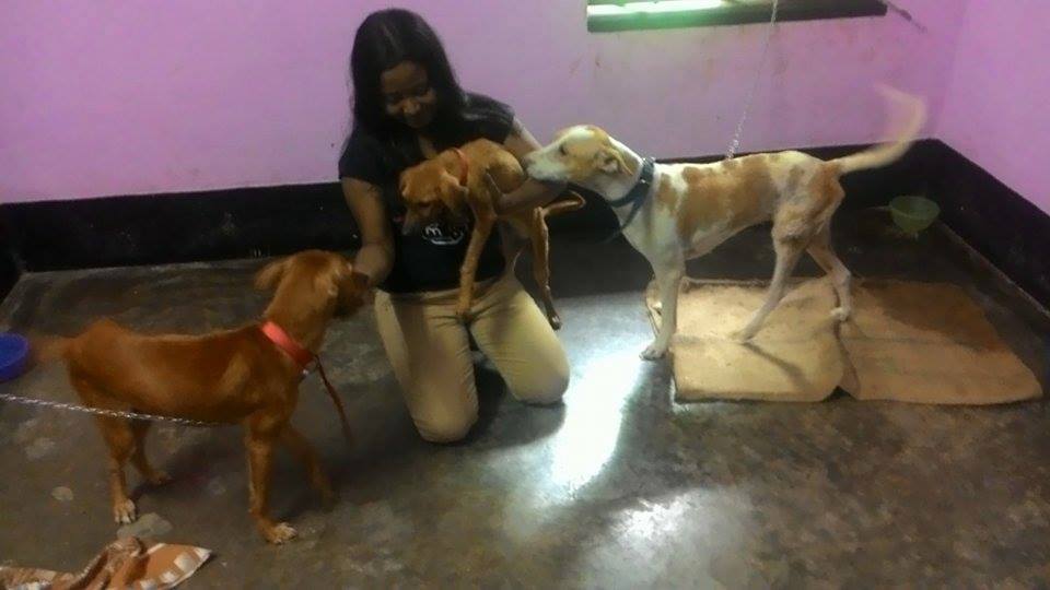 Gallery Snaps – Animal Rescue & Care Kolkata