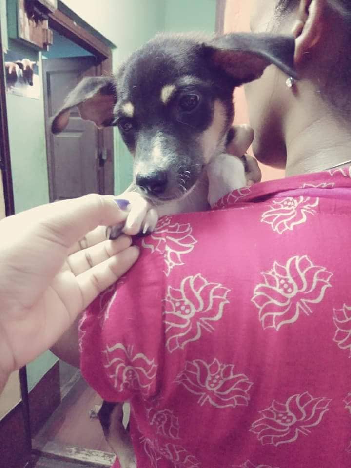 Animal Adoption – Animal Rescue & Care Kolkata