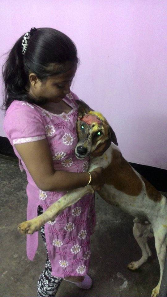 Goda : ARC/2015/03/025 – Animal Rescue & Care Kolkata Goda : ARC/2015/03/025 – Animal Rescue & Care Kolkata