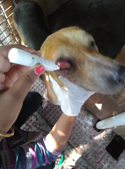 Focus : ARC/2018/06/024 – Animal Rescue & Care Kolkata Focus : ARC/2018/06/024 – Animal Rescue & Care Kolkata