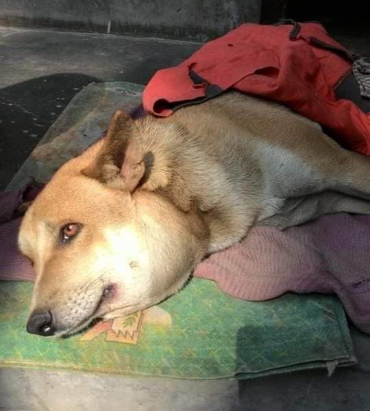 Animal Rescue & Care Kolkata